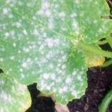 Listovi krastavaca u stakleniku su pobijelili